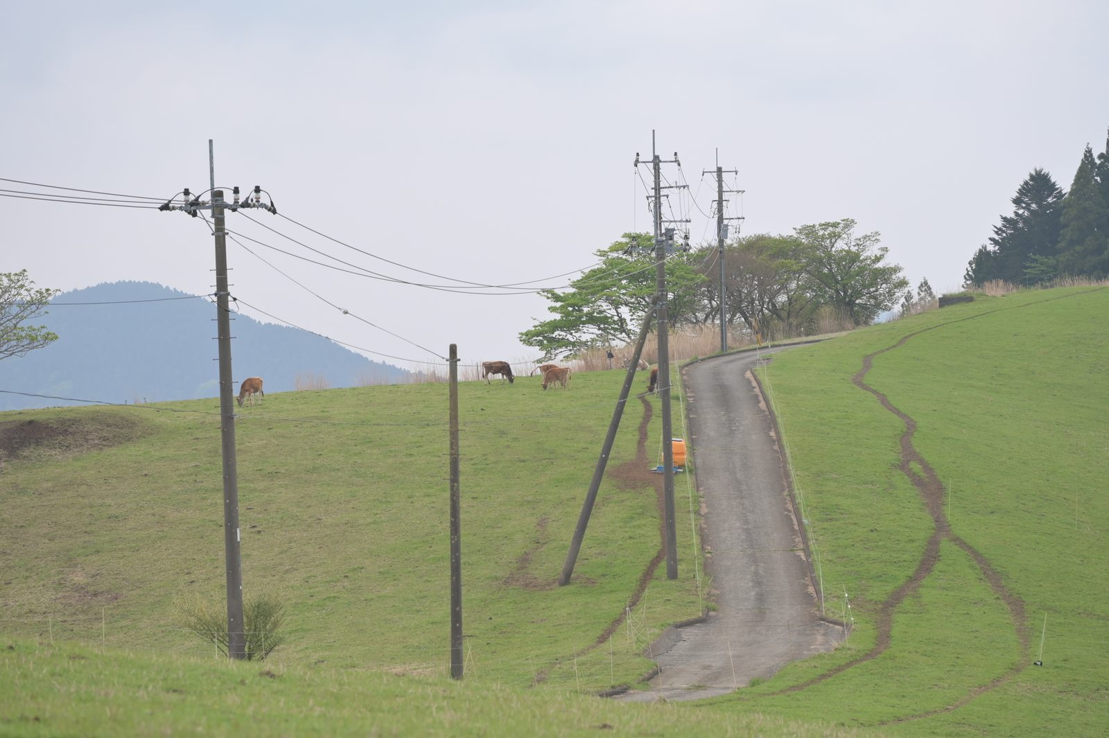 大野山の山上草原。広い緑の草原に牛が放牧されており、電信柱が立ち並ぶ独特の風景。