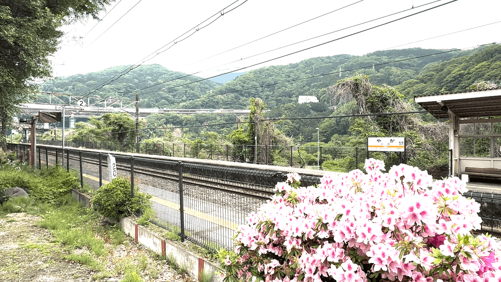 谷峨駅のホームに咲くツツジ。背後に線路と緑の山、吊り橋が見える。