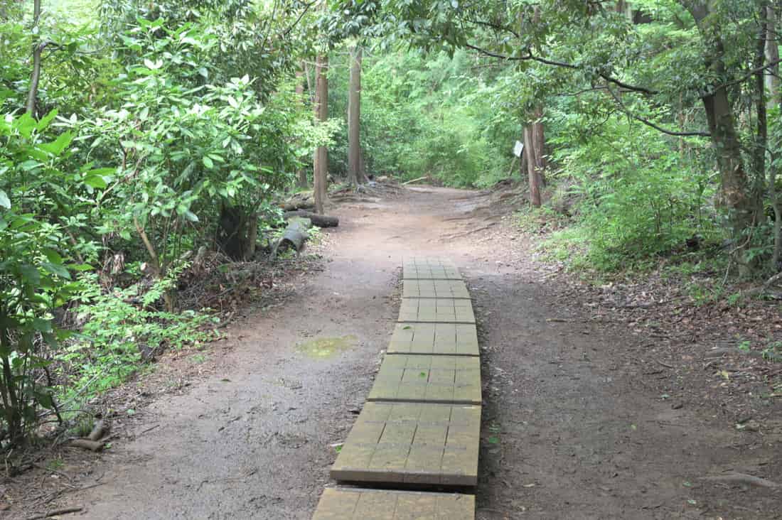 木道が敷かれた区間。その先には木の根の出た土の道が続く（稲荷山コース）